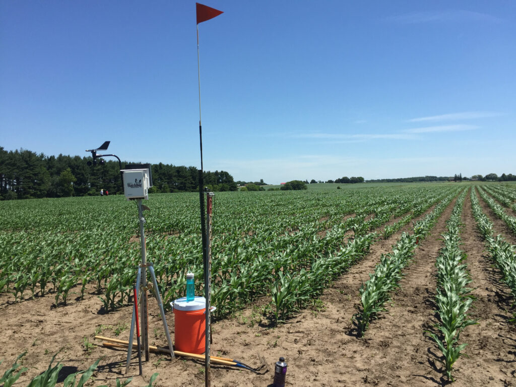 Corn in early stage