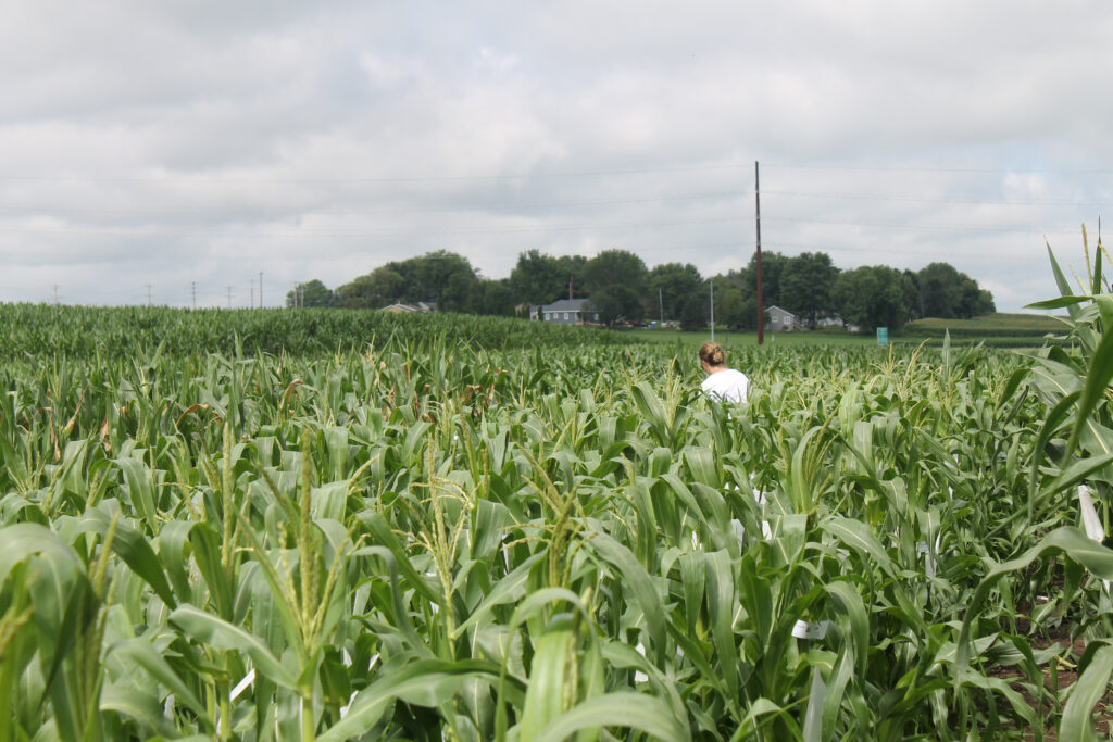 women inspecting corn filed